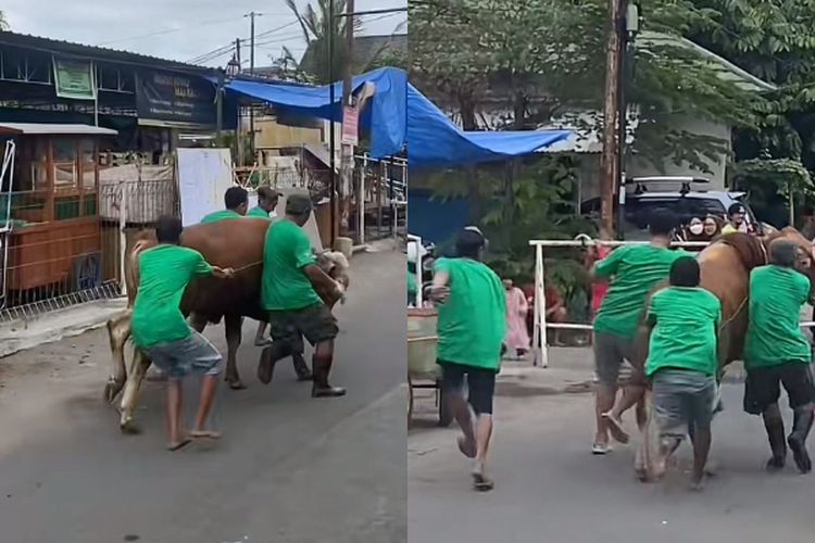 Sapi Kabur Jelang Idul Adha, Lari Terobos Pembatas Jalan