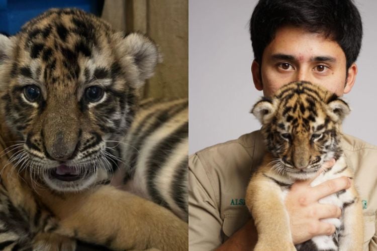 Hasil Lab Keluar, Alshad Ahmad Akhirnya Ungkap Penyebab Kematian Cenora Si Anak Harimau