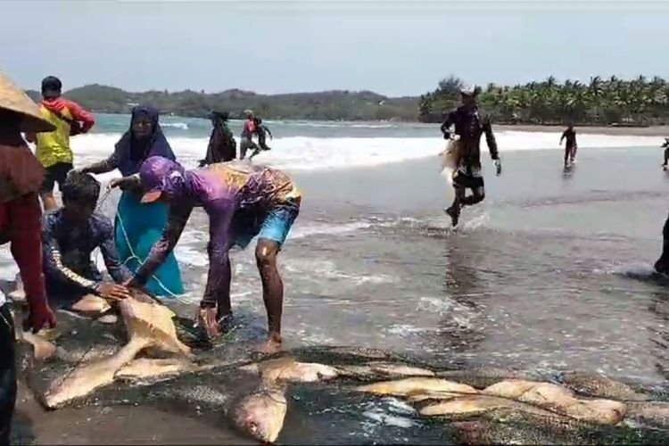 Panen Cuan Nelayan Batukaras Pangandaran Dapat Ikan Kakap Merah Dengan