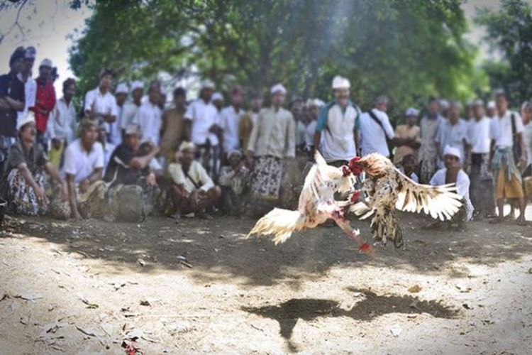 Simbolisme Dalam Ritual dan Tradisi Sabung Ayam