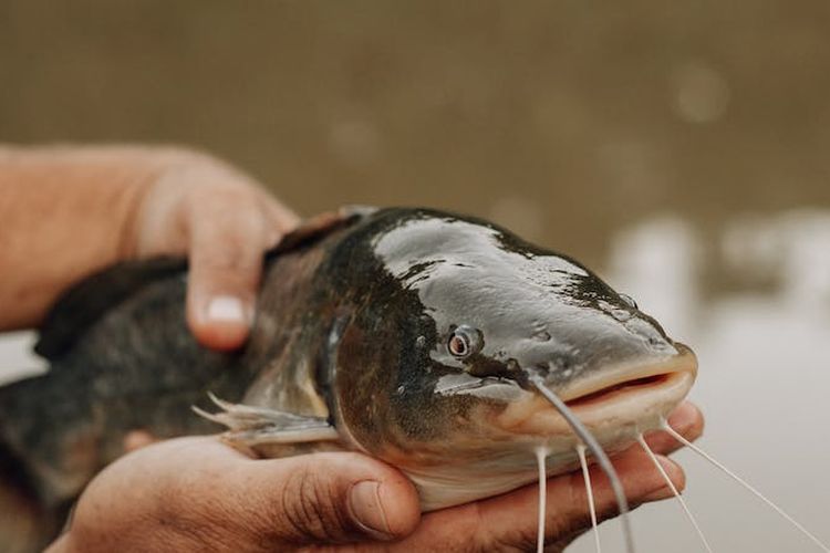 Manfaat Ikan Lele Untuk Kesehatan Dan Kandungan Nutrisi Lengkap Klik Bondowoso 4856