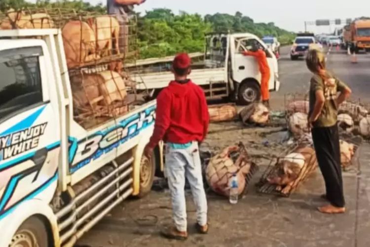 Kecelakaan, Truk Muatan Babi Tumpah Di Tol Jagorawi Arah Bogor ...