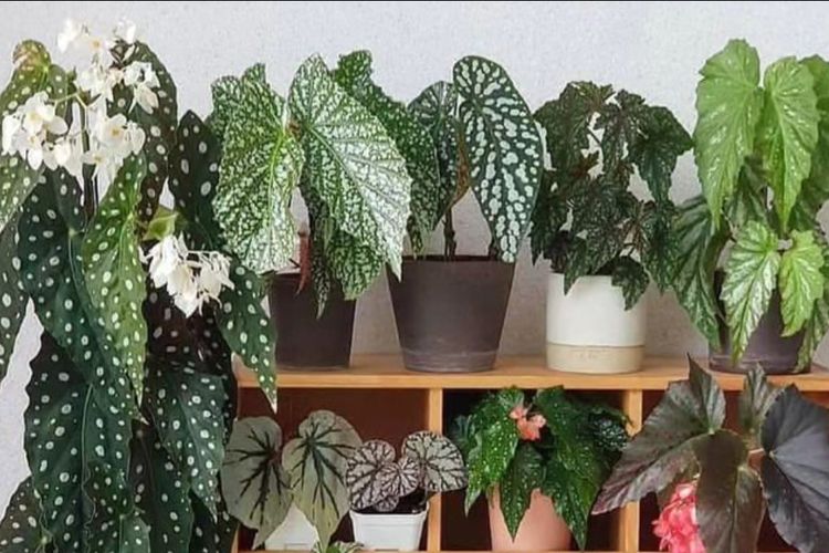 Jenis Tanaman Aglaonema Yang Paling Laris Di Indonesia Karawang Post