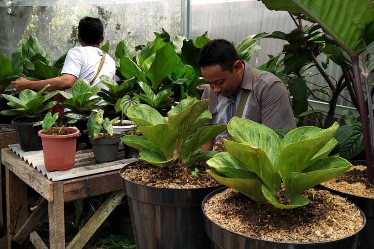 Info Serpong Sentra Tanaman Hias Graha Raya Berburu Bunga Di Tepi Jalan