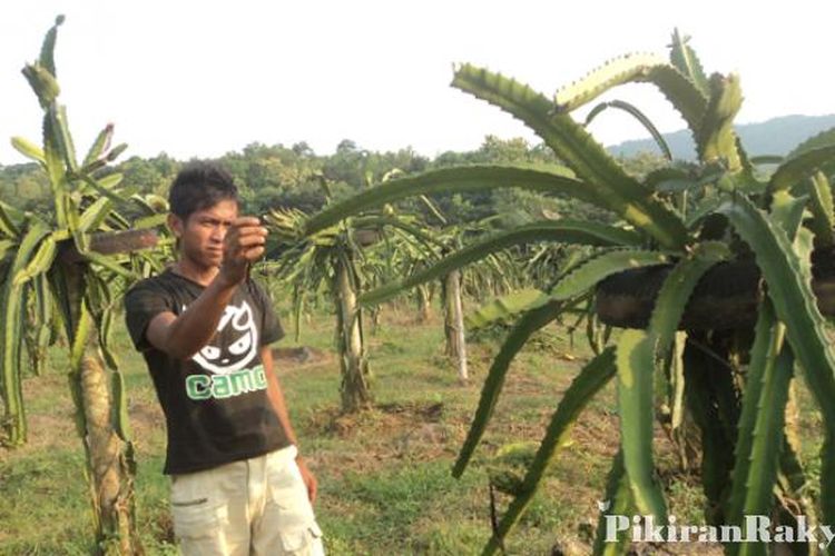 Permintaan Buah Naga Meningkat Jelang Imlek