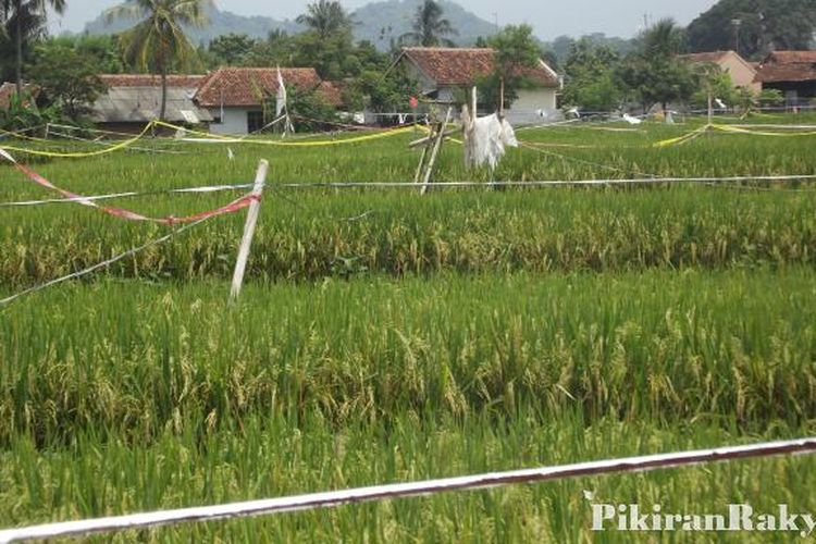 33++ Jaring burung pipit di sawah terbaru