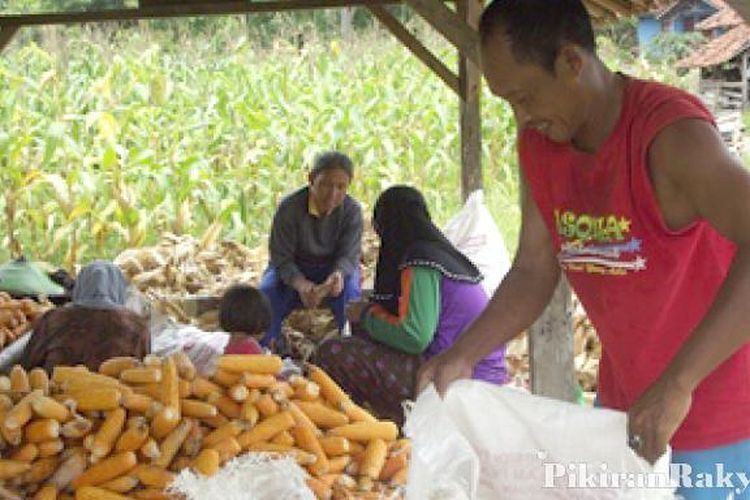 Harga Jagung Pipilan Anjlok Peternak Ayam Gembira Pikiran