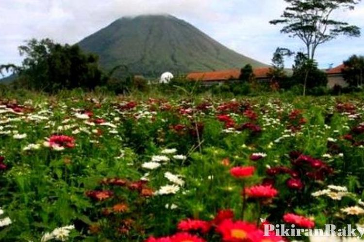 Tomohon Penghasil  Bunga  Terbesar  di  Indonesia  Pikiran 