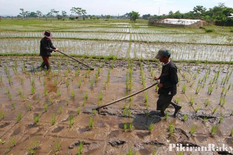 Mengendalikan Gulma Secara Alami: Panduan Lengkap untuk Kebun yang Sehat dan Subur