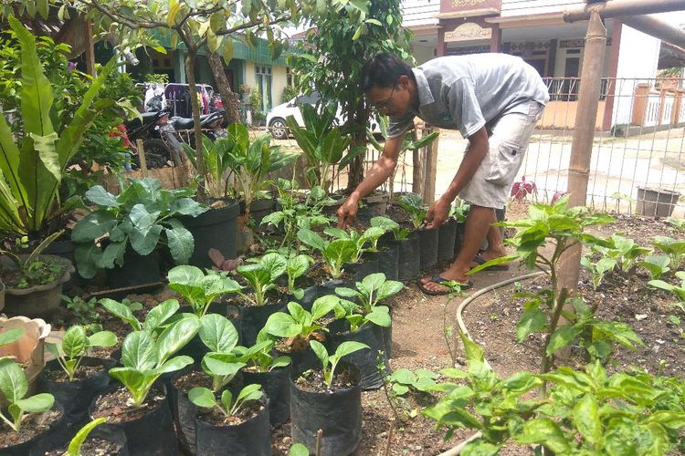 Sulap Pekarangan Jadi Kebun Sayuran Sejumlah Warga Insisiasi Urban Farming