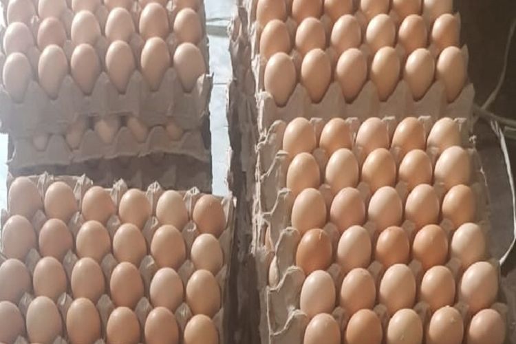 Harga telur 1/4 kg