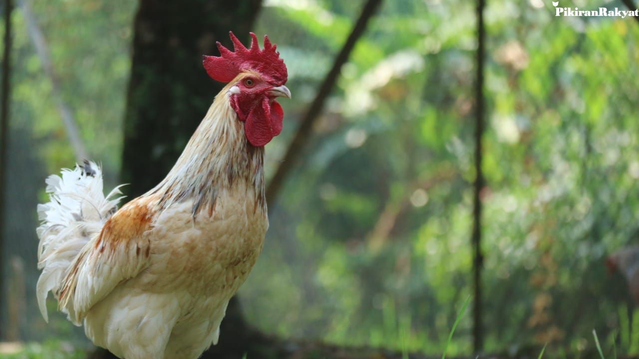  Ayam Lokal  Unggul IPB D 1 Mulai Diproduksi Massal Tahan 