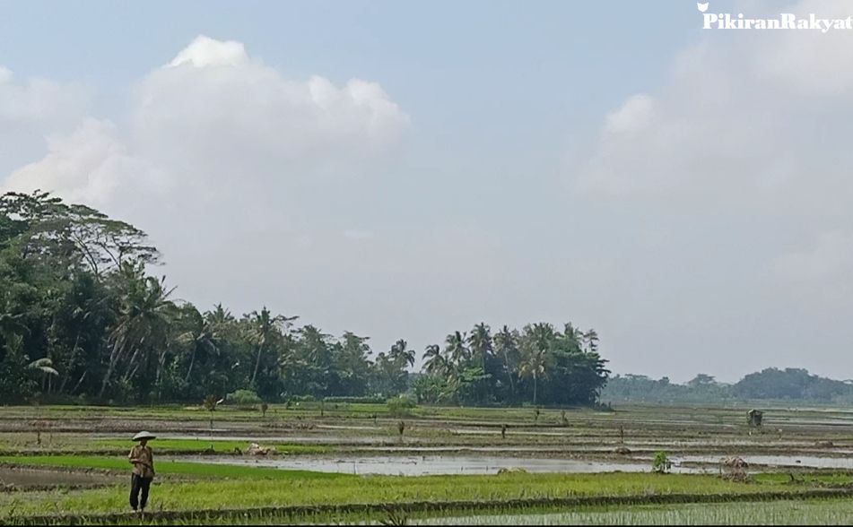 Musim Tanam Padi di Tengah Pandemi Covid19, Petani