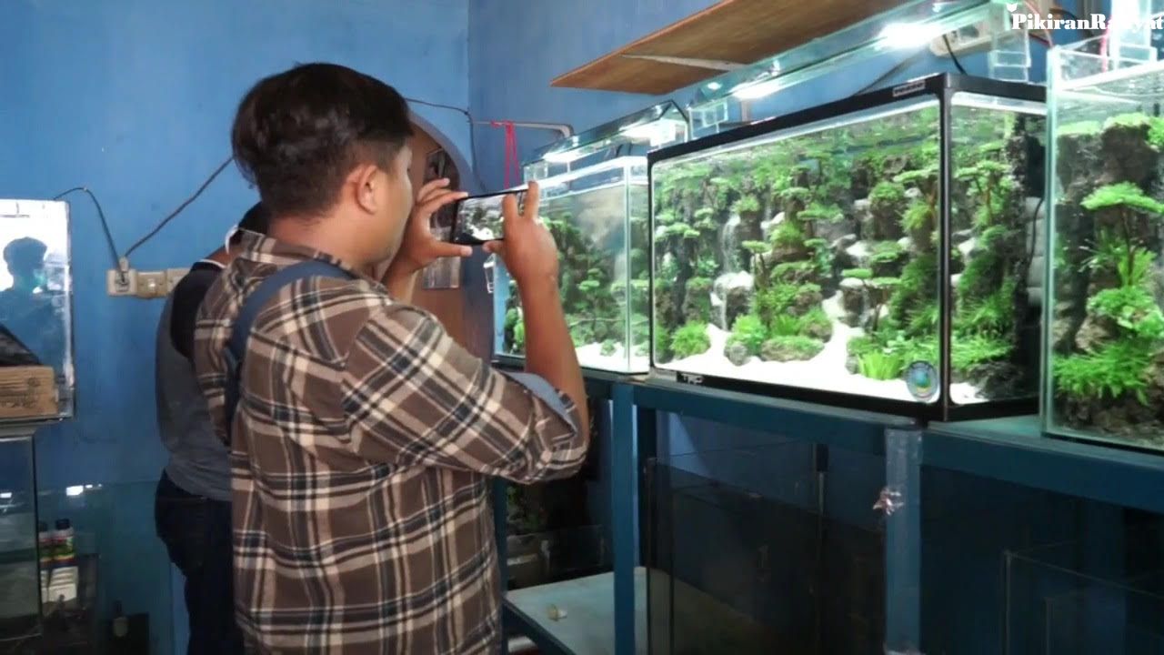 Pandemi Covid 19 Meningkatkan Minat Aquascape Hobi Kreasi Miniatur Pemandangan Dalam Akuarium Pikiran Rakyat Com