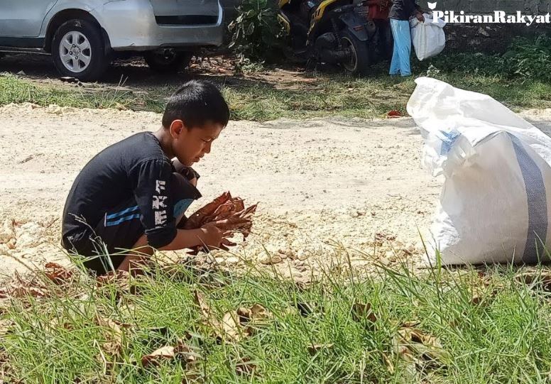 Jadi Pundi Pundi Rupiah Bocah Di Pangandaran Kumpulkan Daun Kering Dan Dijual Untuk Beli Handphone Pikiran Rakyat Com Daun ketapang adalah salah satu jenis daun yang sangat berguna untuk penyembuhan ikan cupang. pangandaran kumpulkan daun kering