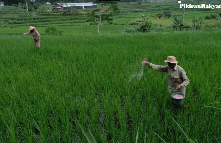Strategi Distribusi Stok Pupuk Saat Libur Lebaran, 85.272 Ton Pupuk Subsidi di Jawa Barat