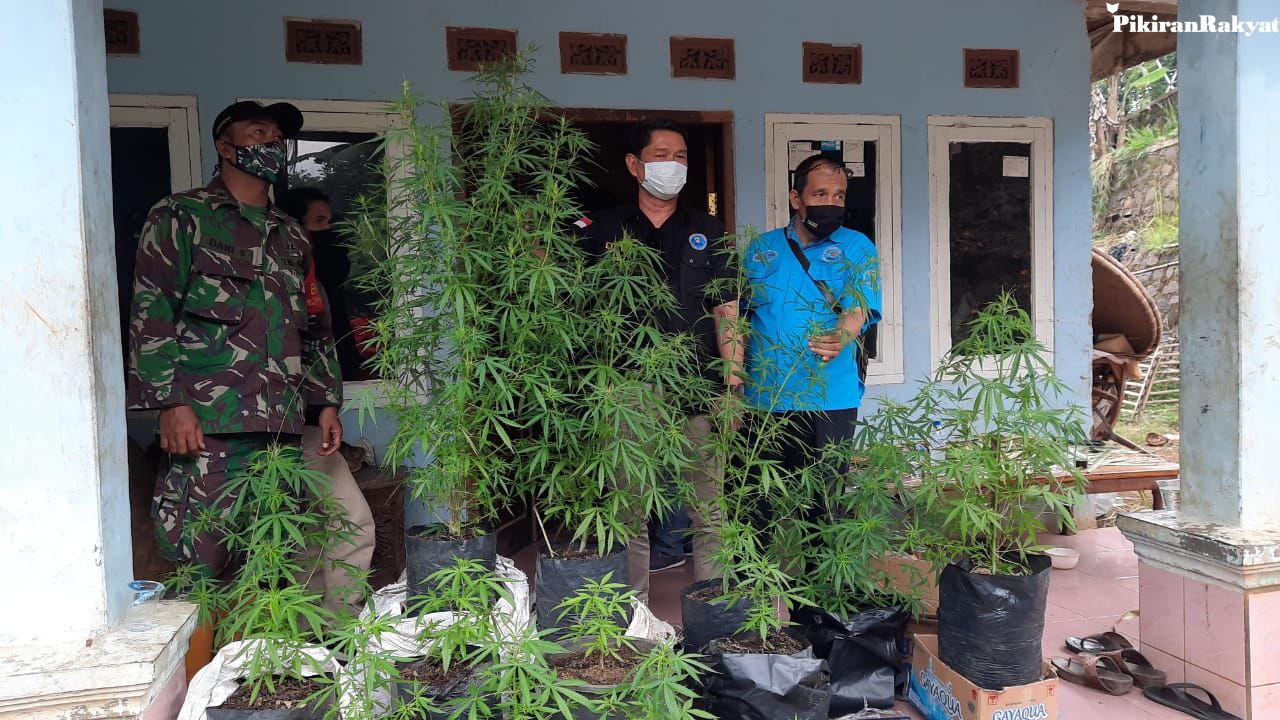 Cocok Tanam Ganja Pakai Polybag Di Halaman Rumah Warga Tasikmalaya Digerebek Terancam Hukuman Mati Pikiran Rakyat Com Halaman 2