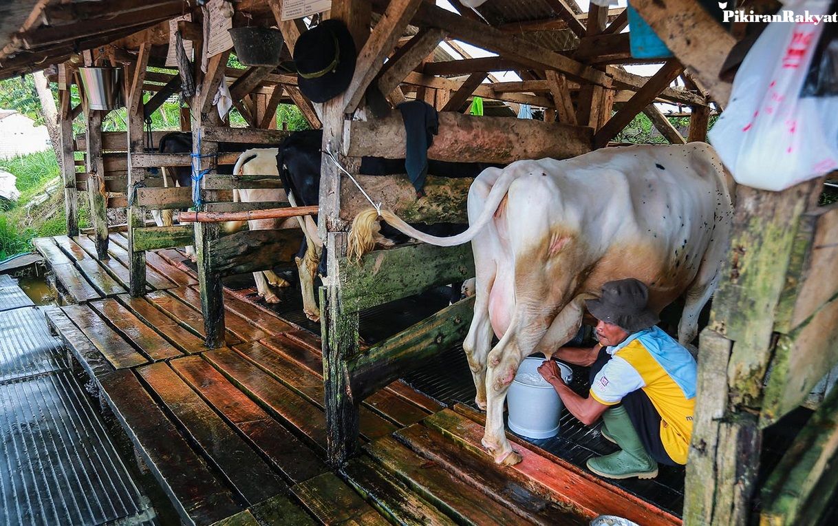 Peternak sapi perah di Kabupaten Bandung Barat, beberapa waktu lalu. Rekayasa genetik menjadi salah satu upaya yang dapat ditempuh guna meningkatkan kembali popu- lasi sapi di wilayah Lembang pasca terdampak wabah penyakit mulut dan kuku (PMK).