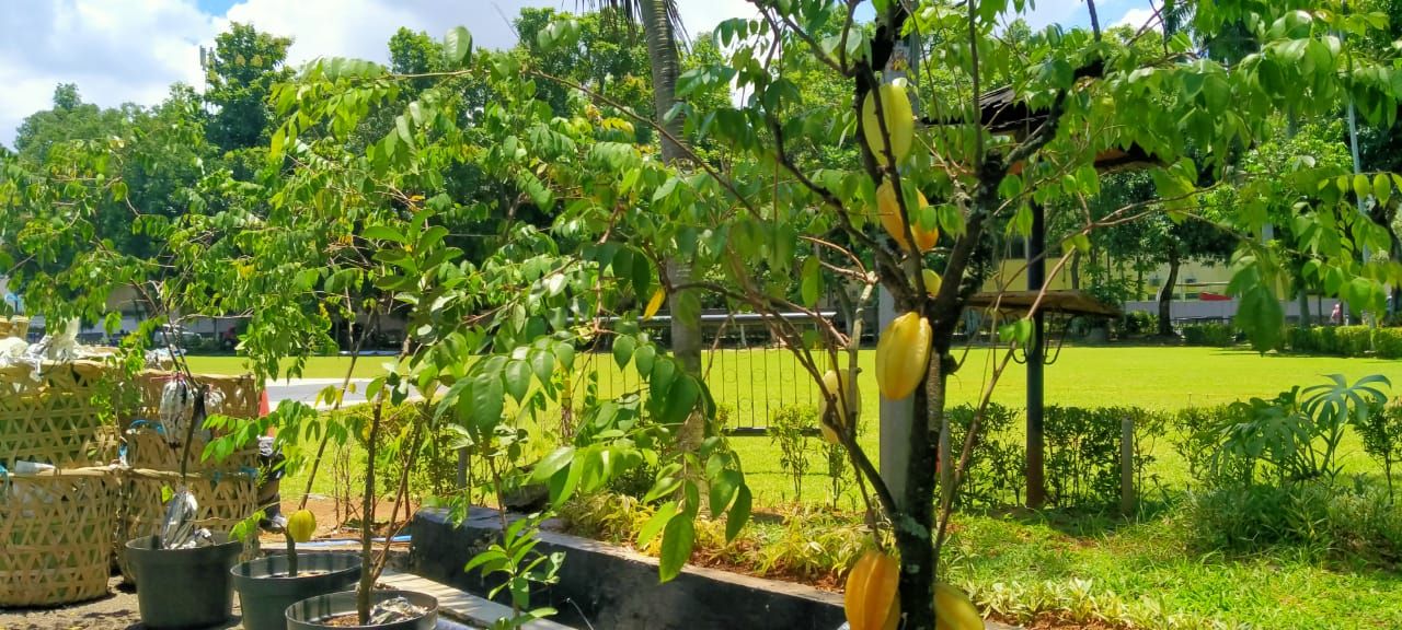Kisah Mukhlis Petani Belimbing Dewi Di Kota Depok Bertahan Ditengah Pesatnya Pembangunan Perumahan Pikiran Rakyat Depok