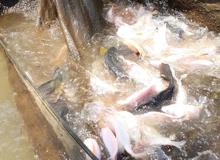 Budidaya Ikan Dan Udang Waspadai 29 Penyakit Berbahaya Deskjabar