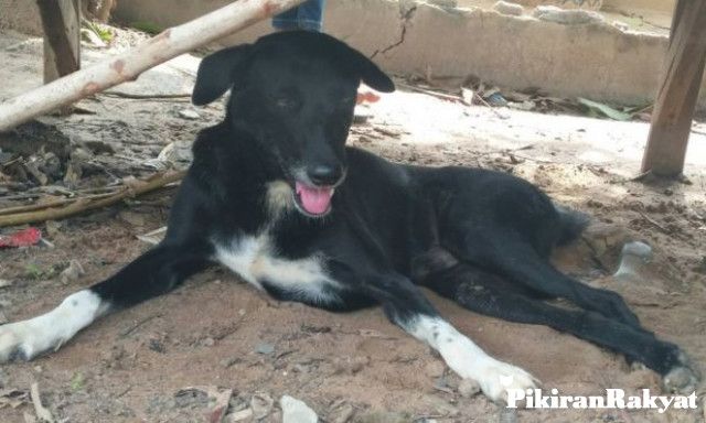 Anjing Hutan Yang Resahkan Warga Akhirnya Diperiksa Di