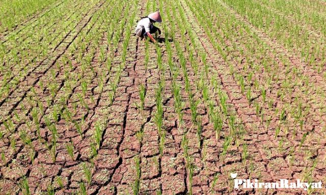 ILUSTRASI sawah kekeringan.*/ EVIYANTI/PR