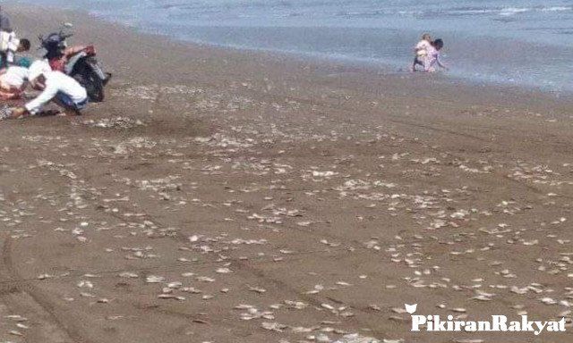 PANTAI Cemara Sewu tiba-tiba dihebohkan dengan matinya ikan yang jumlahnya diperkirakan mencapai jutaan.*/EVIYANTI