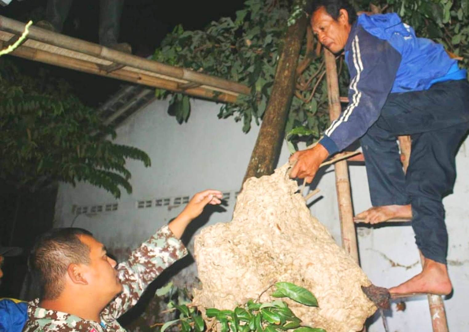 TIM Tagana Banyumas mengekuasi sarang tawon vespa.*/EVIYANTI/PR