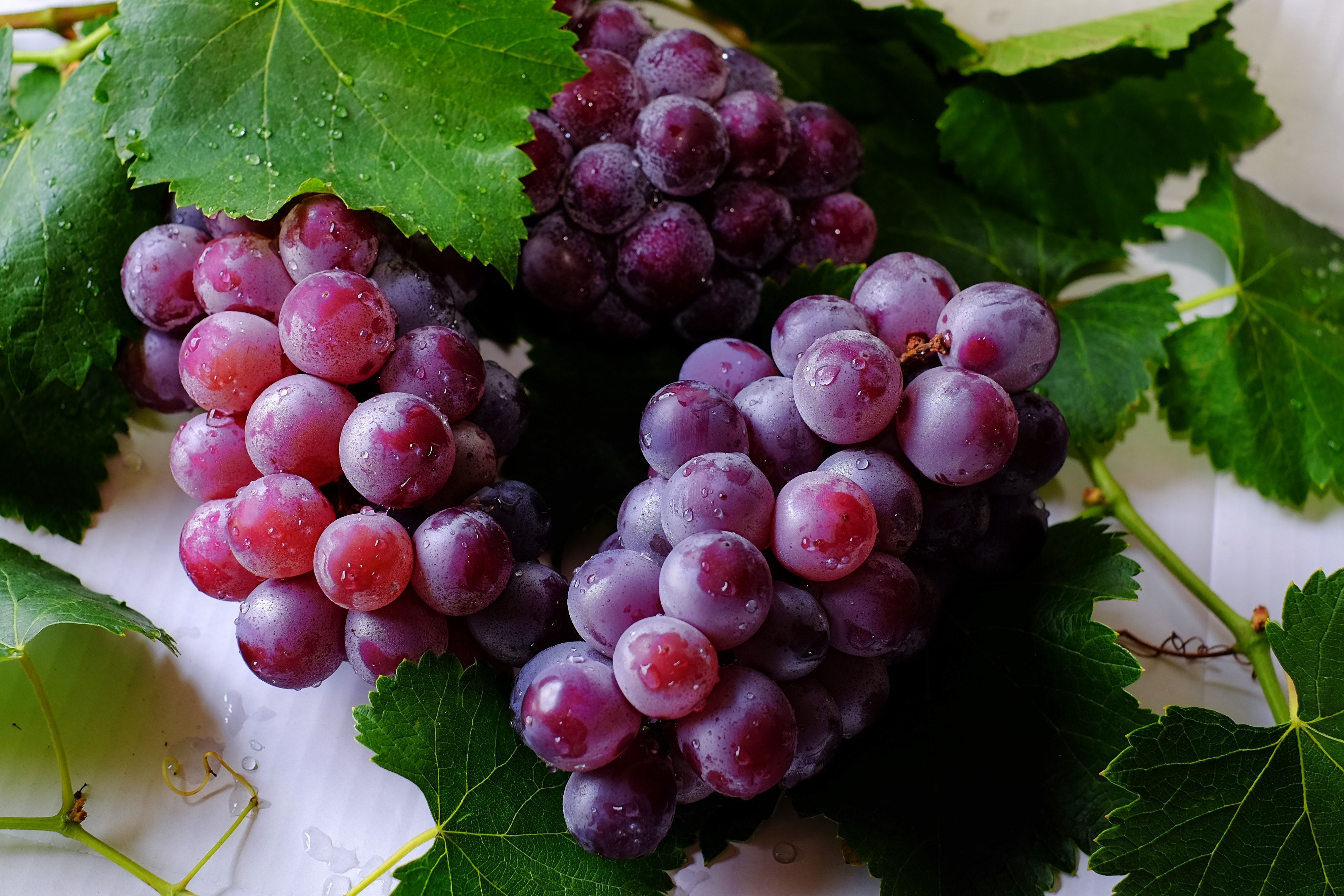 ILUSTRASI buah anggur.*