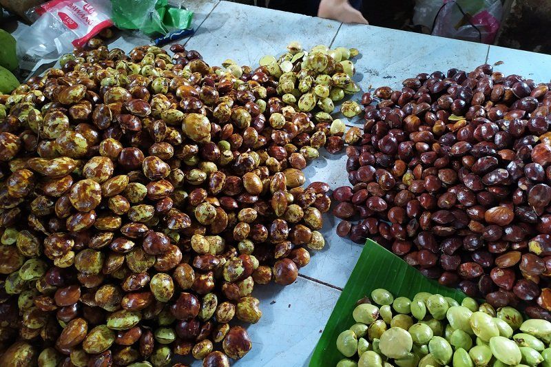 3 Dampak Bahaya Terlalu Banyak Makan Jengkol Salah Satunya Penyakit Jengkolan Pikiran Rakyat 