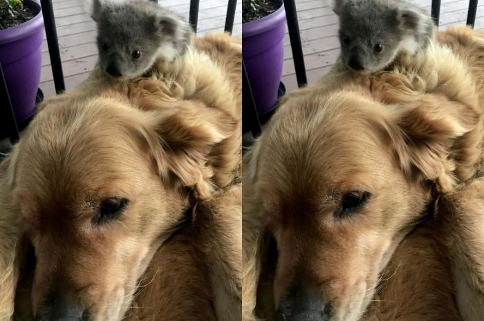 Kisah Heroik Anjing Bernama Asha Selamatkan Bayi Koala Dari