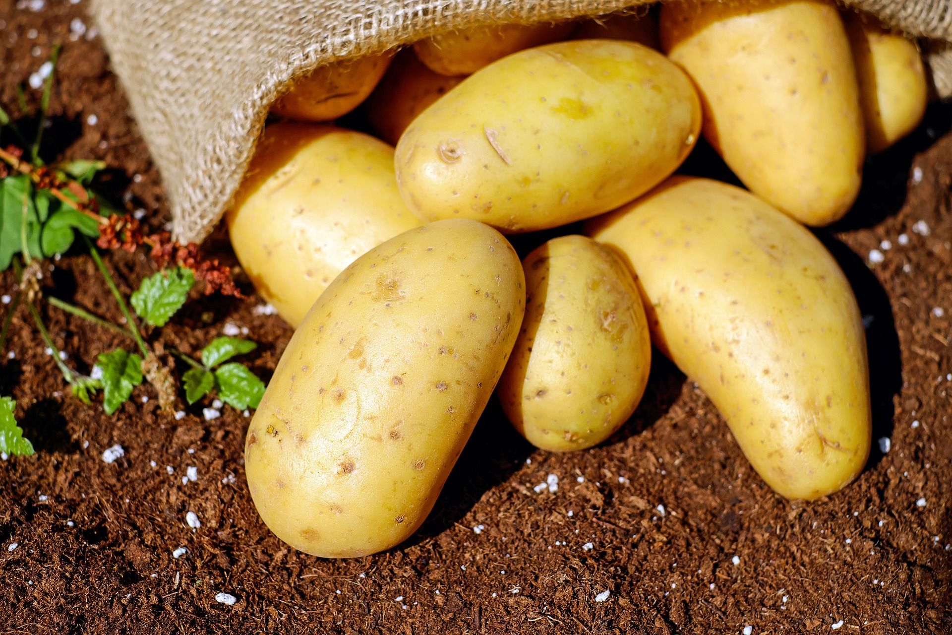 Ilustrasi kentang - salah satu jenis makanan yang mengandung karbohidrat pengganti nasi