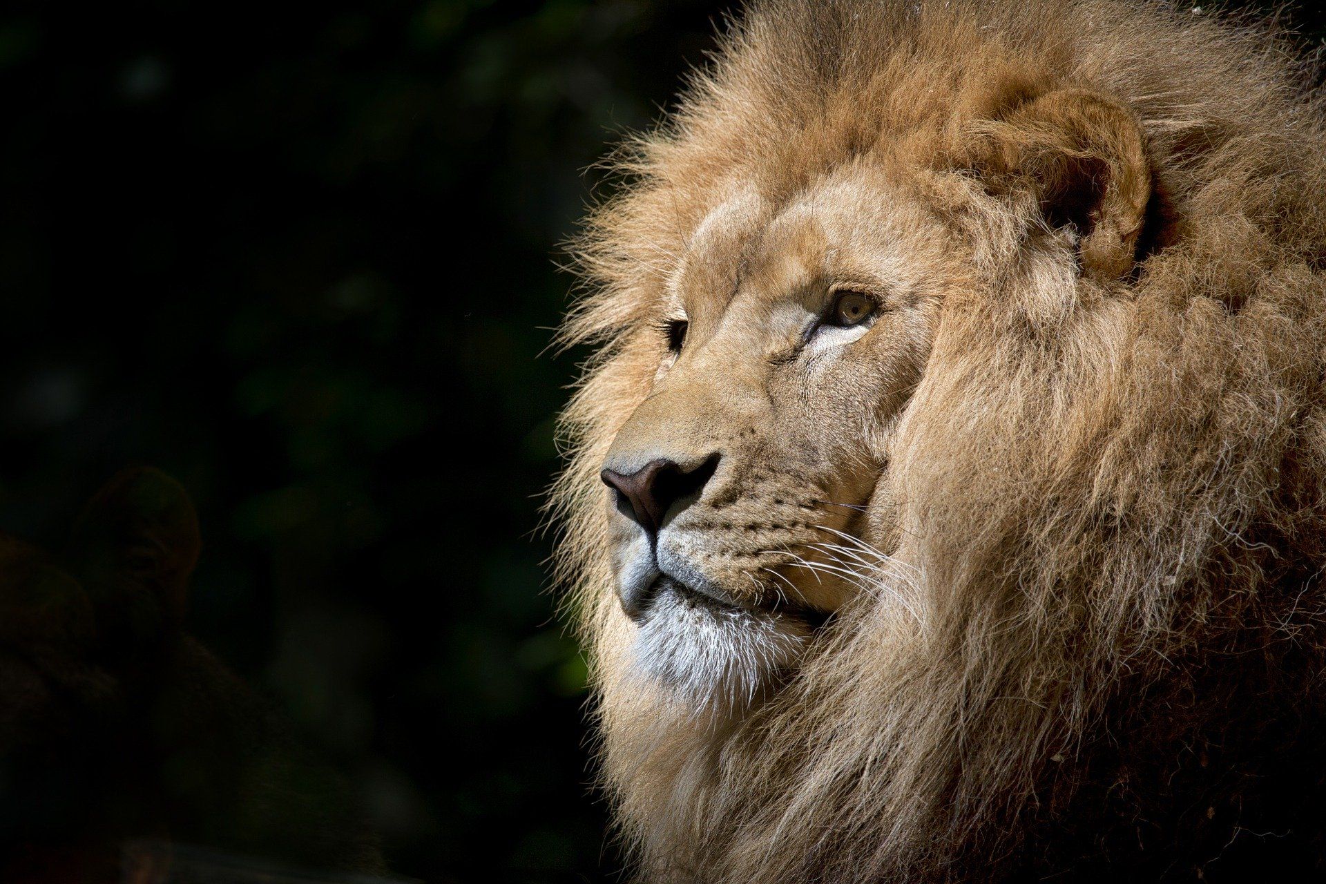 Viral Foto  Kondisi Mengenaskan Singa  di Kebun Binatang 