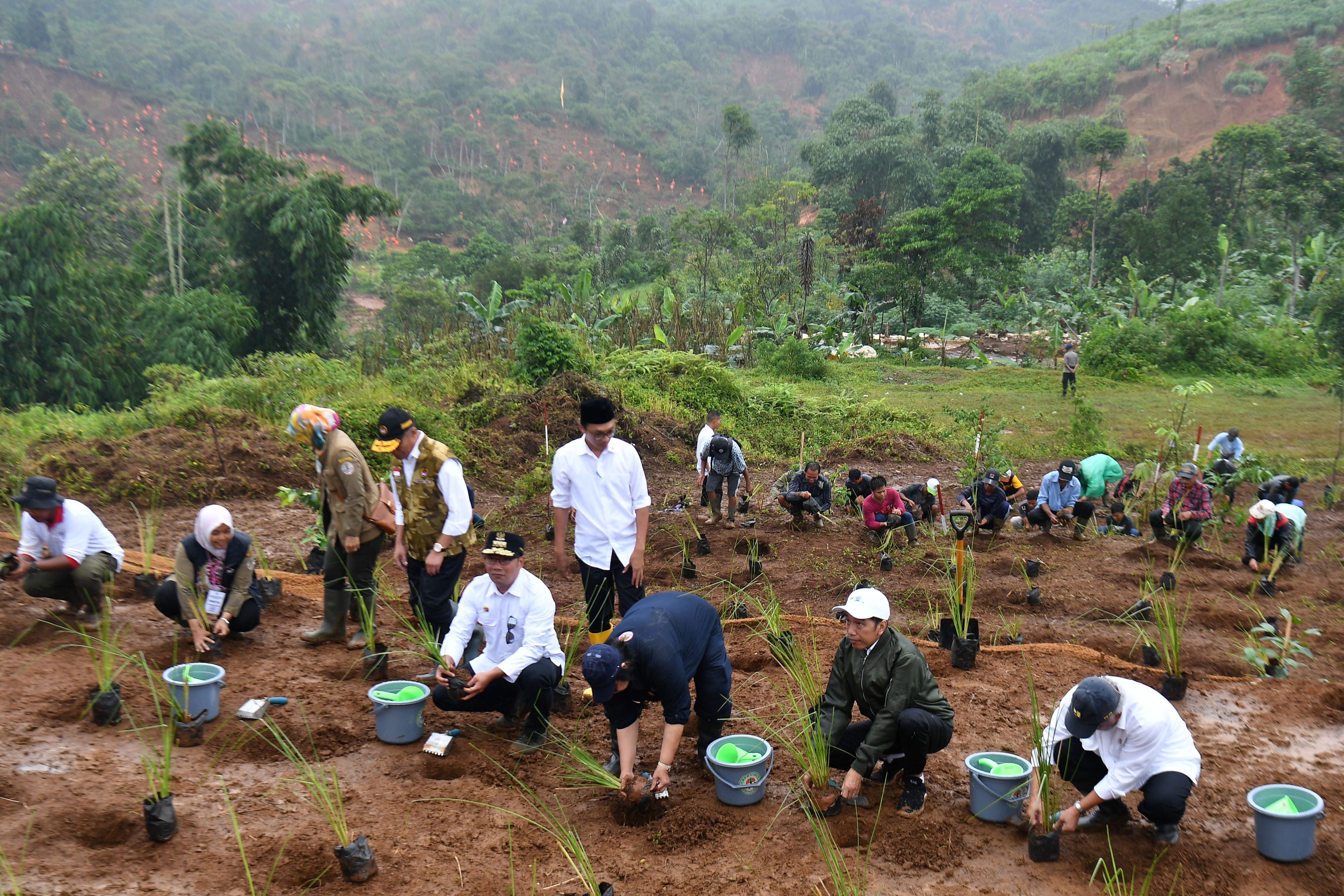 Penanaman hutan kembali disebut