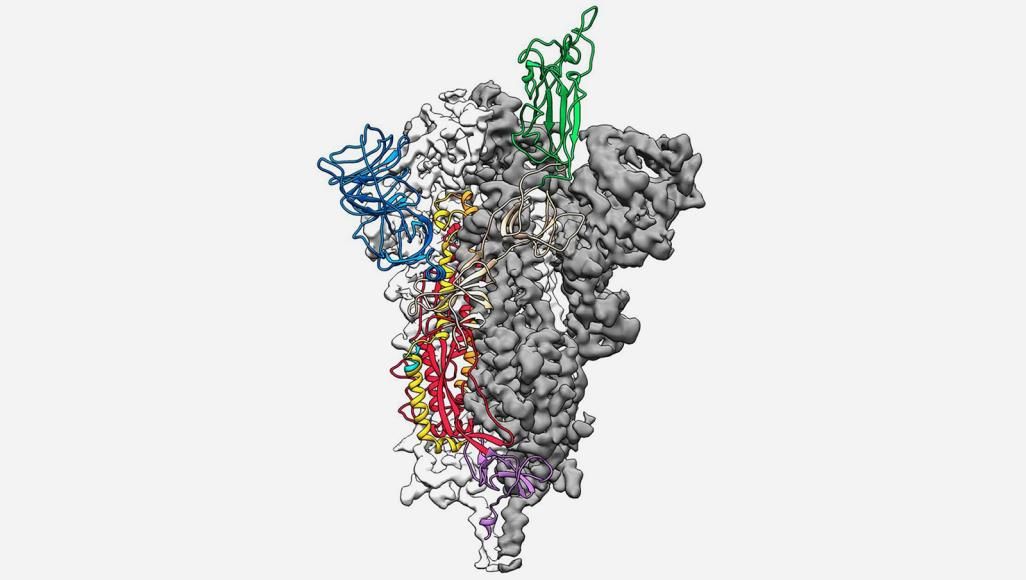 Peta molekul virus corona berhasil ditemukan oleh Jason McClellan dari University of Texas di Austin