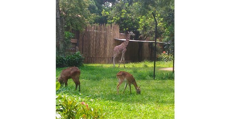 Mulai 1 Maret, Pengunjung Bandung Zoological Garden Bisa Lihat Zona