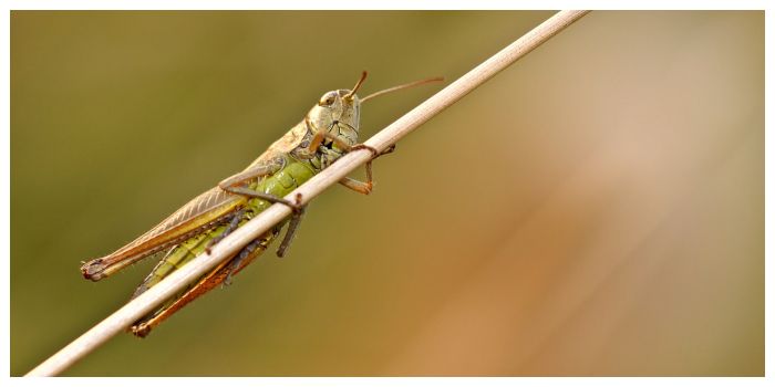 Ilustrasi belalang. Kunci Jawaban Tema 2 Kelas 5 SD MI Halaman 12, Organ pernapasan pada belalang.