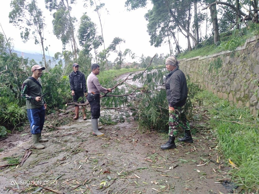  POHON tumbang di Desa Cibeureum, Kecamatan Kertasari, Kabupaten Bandung, Kamis (5/3/2020).*
