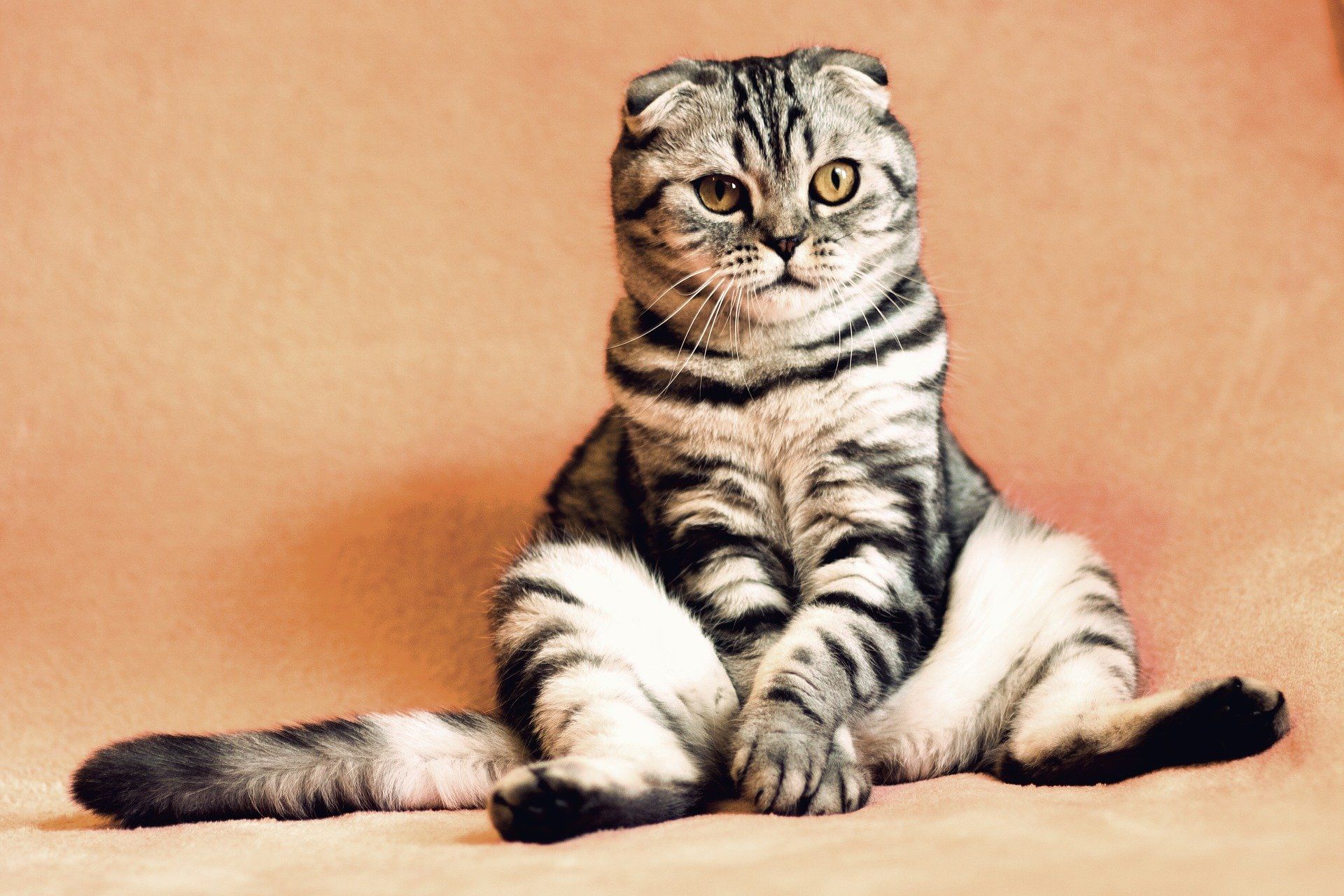 Ikuti 5 Akun Instagram Berikut Bagi Para Pecinta Kucing Yang