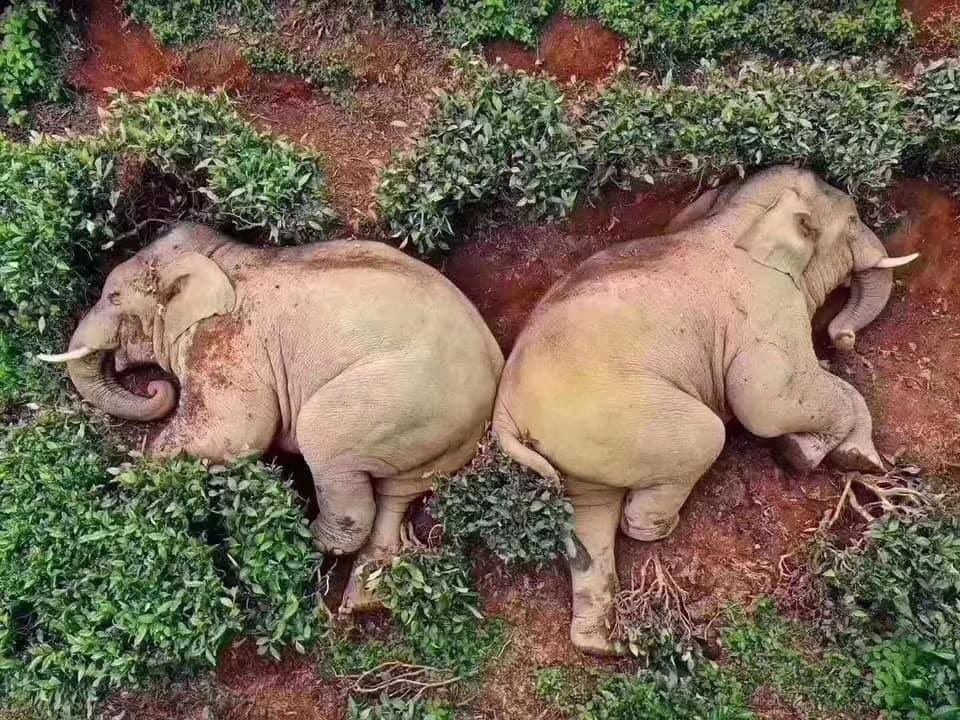 2 ekor gajah liar mencari makan di perkebunan warga Tiongok, Provinsi Yunnan, dan berakhir mabuk anggur.*
