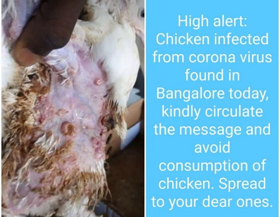 BEREDAR unggahan terkait ayam yang telah terinfeksi virus corona.*