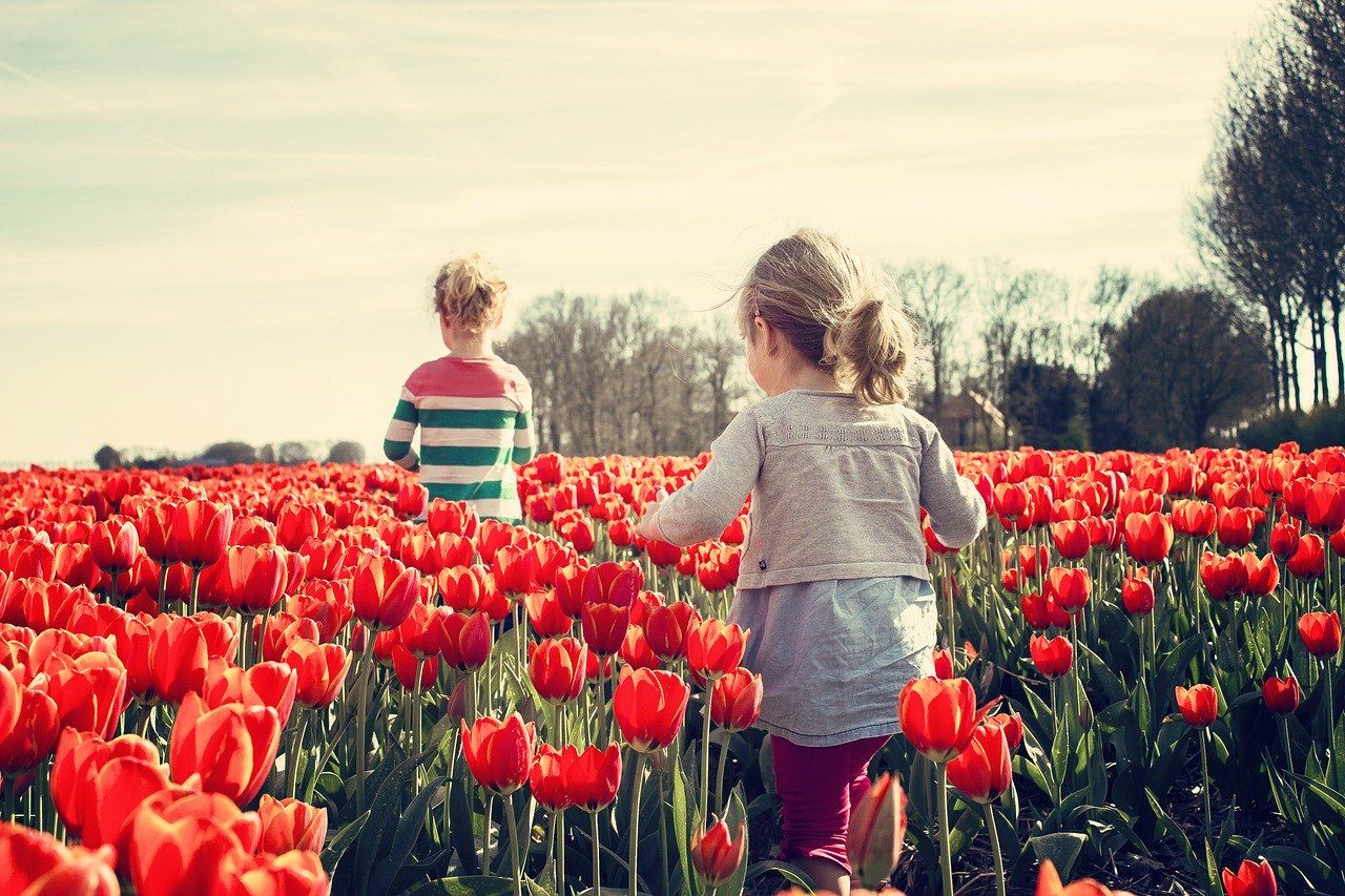 Bunga Ini Tak Hanya Indah Ini 5 Manfaat Bunga Tulip Bagi Kesehatan Salah Satunya Antioksidan Alami Portal Jember