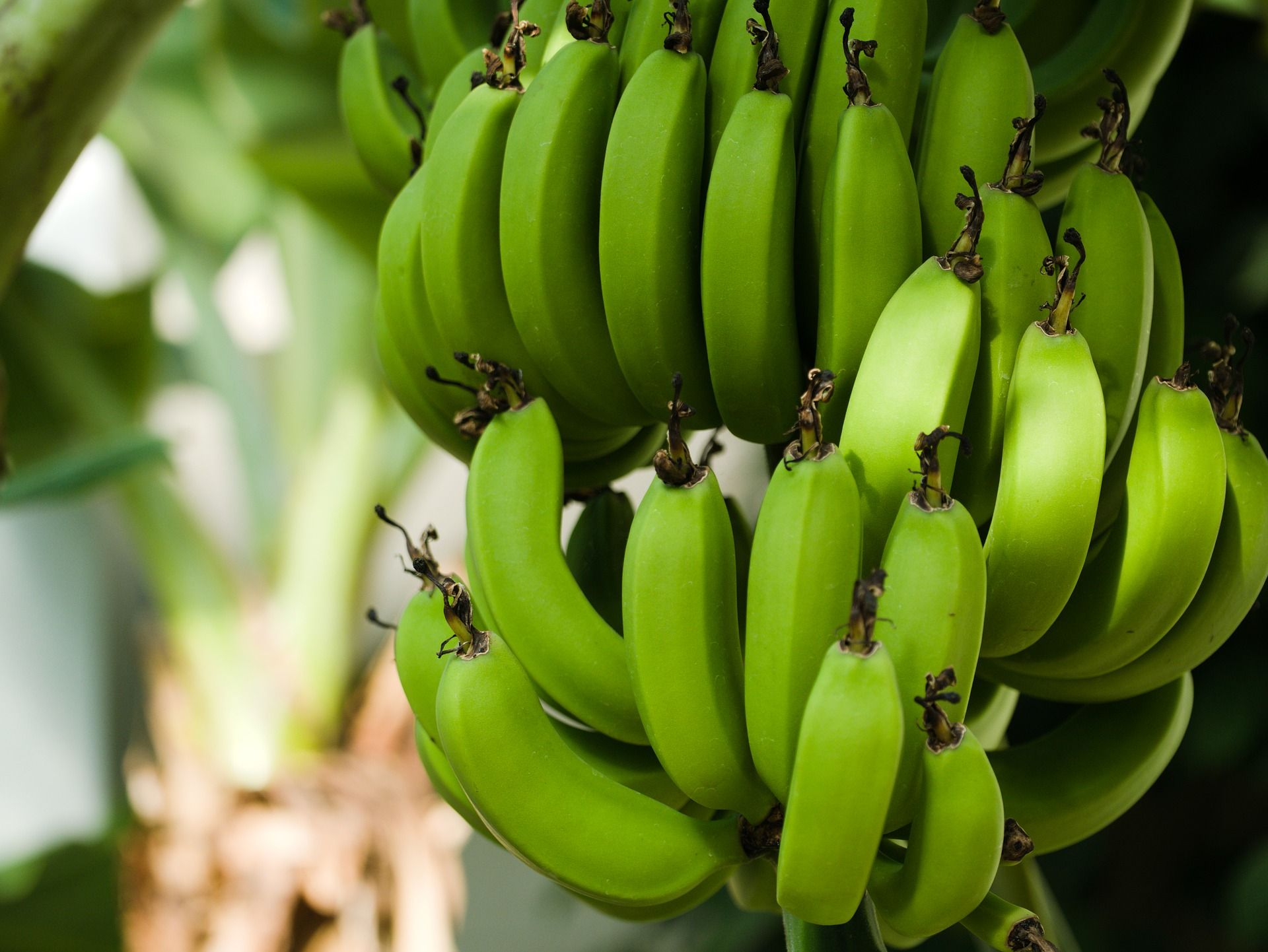 4 Manfaat Kesehatan Dari Pisang Hijau Buah Pisang Yang Belum Matang Pikiran Rakyat Com