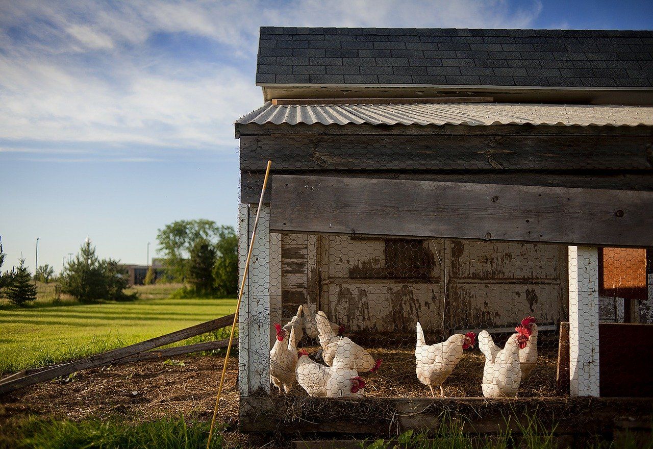 Dikhawatirkan Daging Ayam Bakal Jadi Produk Langka Saat Lebaran