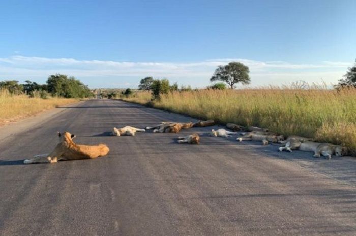 KAWANAN singa menguasai jalan di Afrika Selatan.*