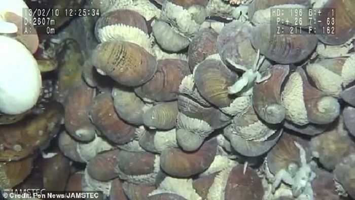 SIPUT bersisik yang hidup di dekat lubang hidrotermal, yang menampung beragam makhluk hidup termasuk mikroorganisme.*