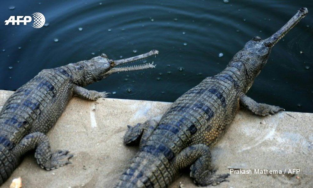 BUAYA Gharia, memilikiciri khas moncong panjang. Ini adalah salah satu buaya terpanjang dari semua yang hidup dengan panjang hingga 19 kaki atau 5,7 meter.*
