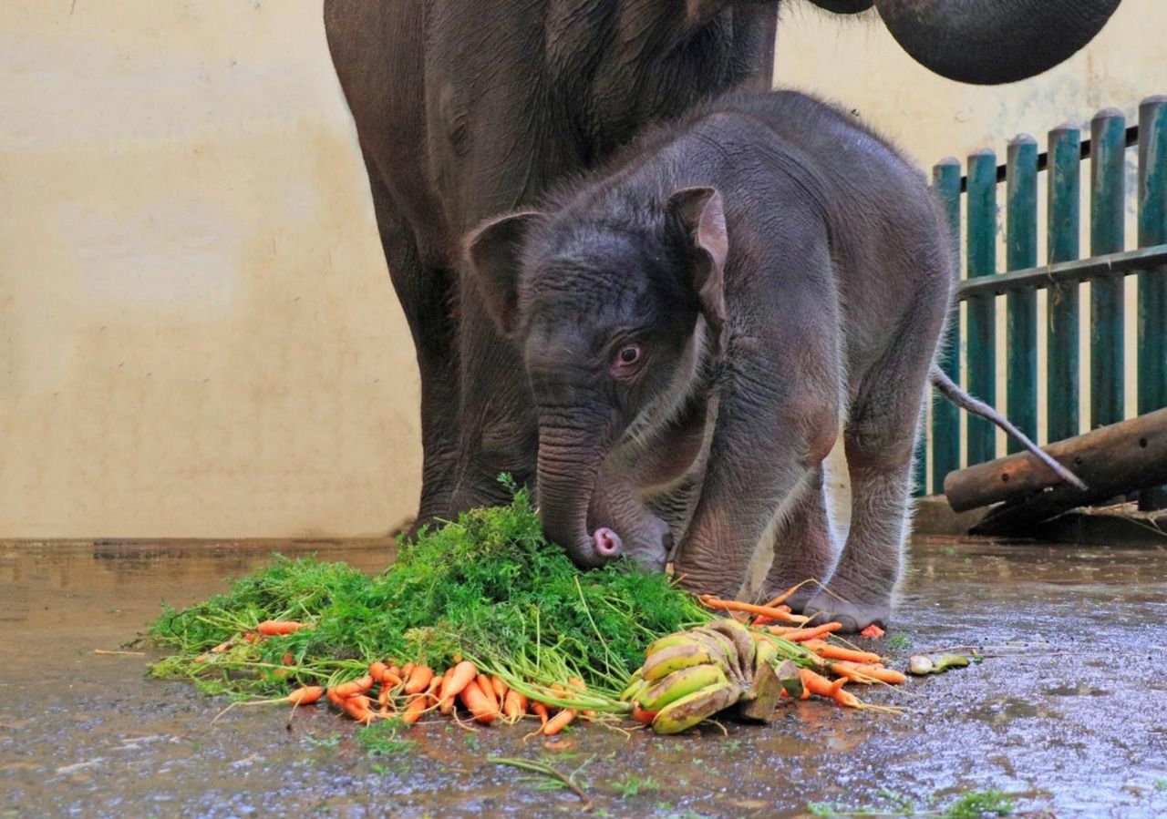 ILUSTRASI potret bayi gajah.*