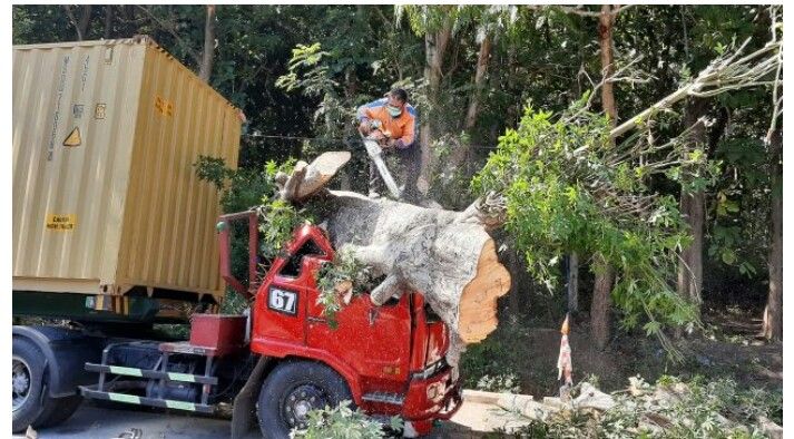 Petugas BPBD Situbondo memotong kayu randu yang roboh timpa truk