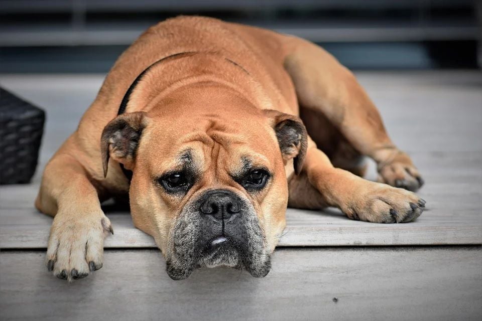 Kasus Pertama Kalinya Anjing Bulldog Positif Virus Corona Pikiran Rakyat Bekasi